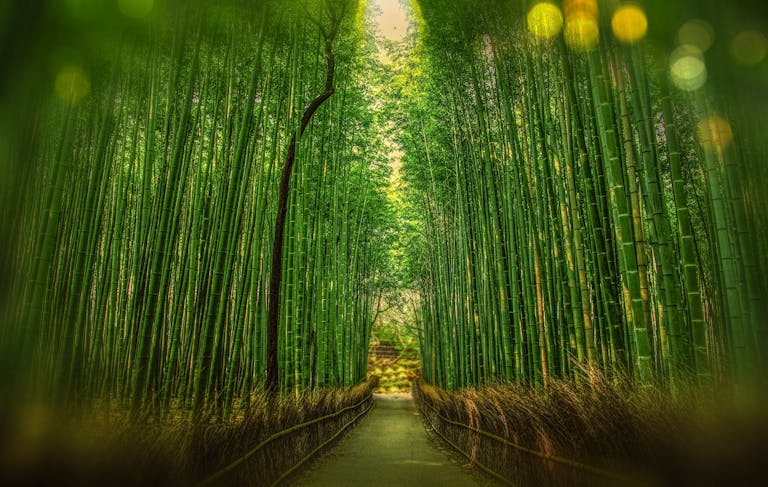 Tranquil bamboo forest with a pathway leading into sunrise light, showcasing verdant growth and lush greenery.
