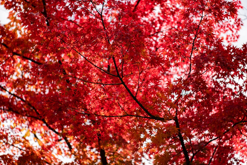 Capture the essence of fall with these vivid red maple leaves in Kyoto, Japan.