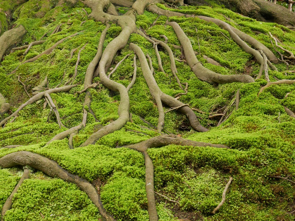 Close-up view of twisted tree roots covered in vibrant green moss in a Japanese forest.