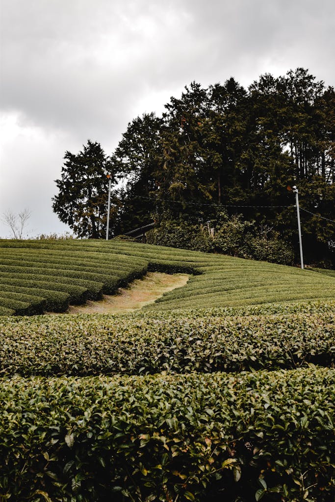 Lush green tea fields under overcast skies in Wazuka, Kyoto, Japan.