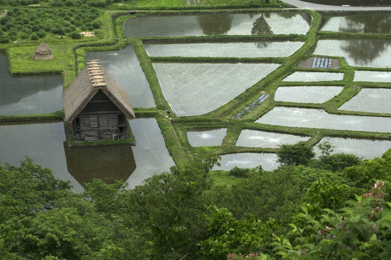 Aerial view of serene rice paddy fields with traditional wooden house, lush greenery in rural setting.