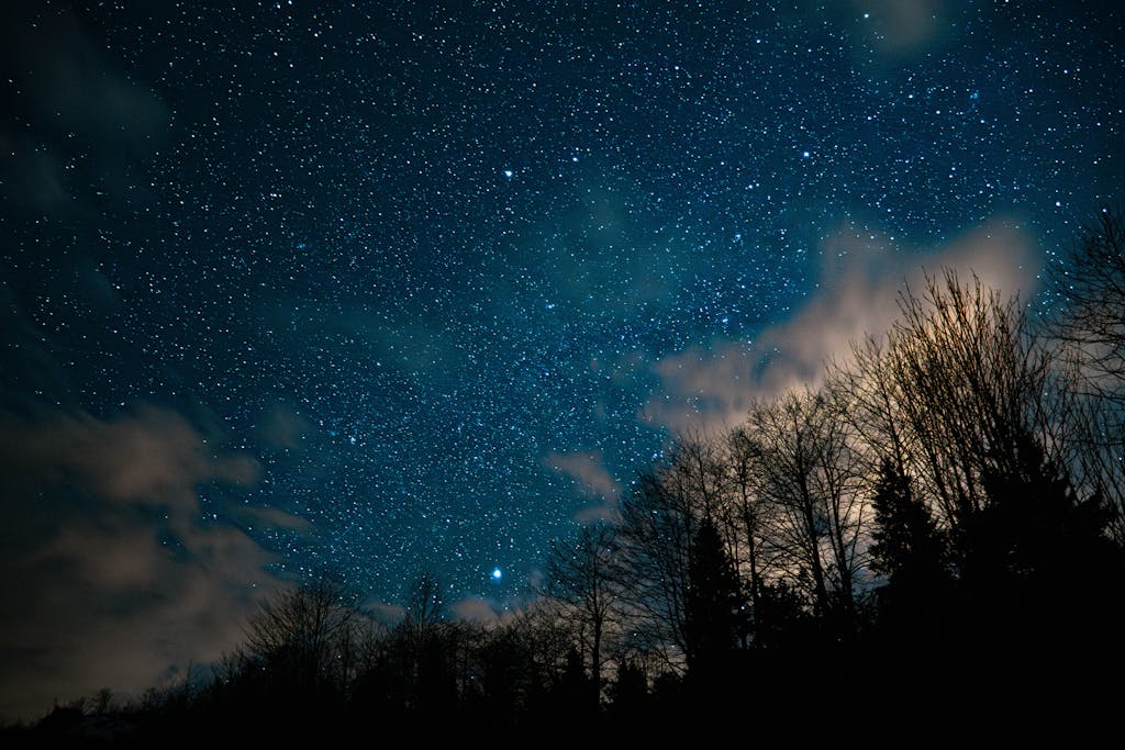 Stunning view of a starry night sky above silhouette of trees. Perfect for nature and astronomy themes.