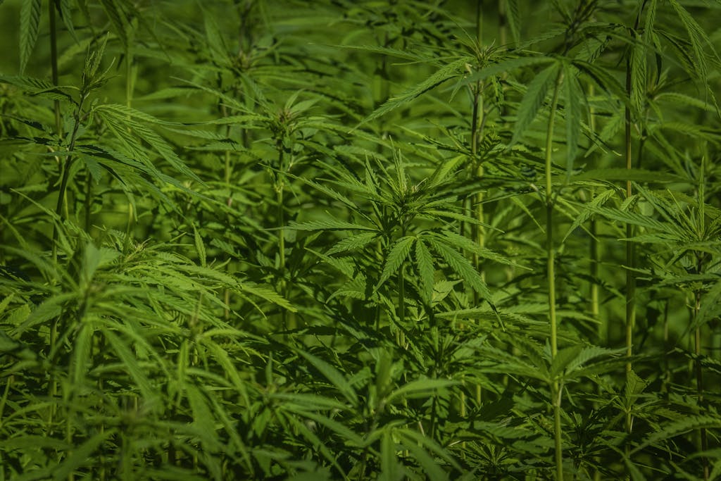 Vibrant green cannabis plants flourishing in the sunlight, symbolizing growth and natural cultivation.